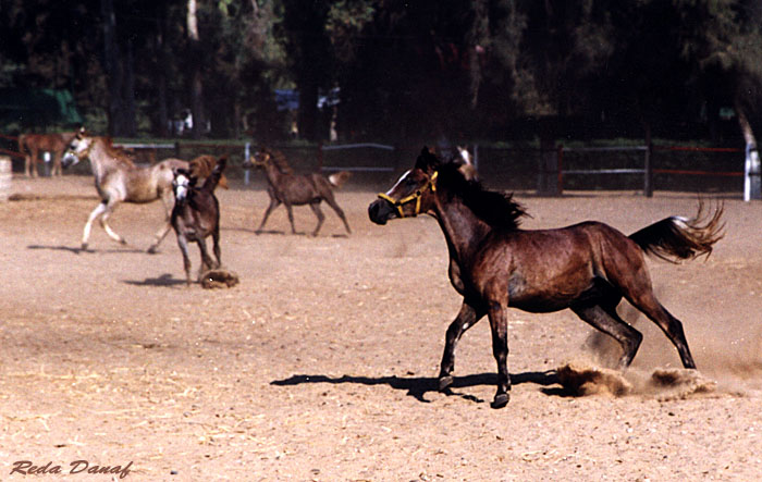 photo "Unleashed # 4" tags: travel, nature, Africa, wild animals