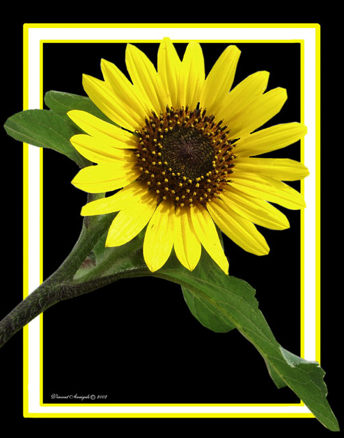 photo "Texas Sun Flower" tags: macro and close-up, nature, flowers