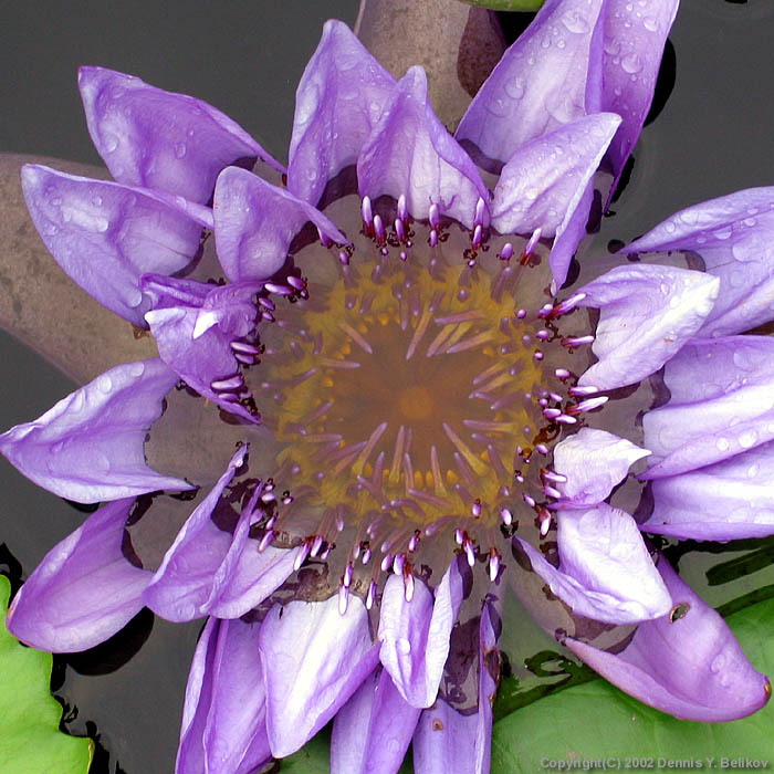 photo "#03 "Water Flame" Album" tags: nature, flowers