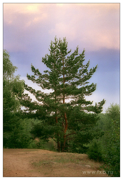 photo "Near Moscow evenings - photo 1" tags: landscape, summer