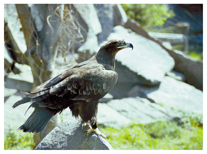 photo "Proud Bird" tags: nature, landscape, mountains, wild animals