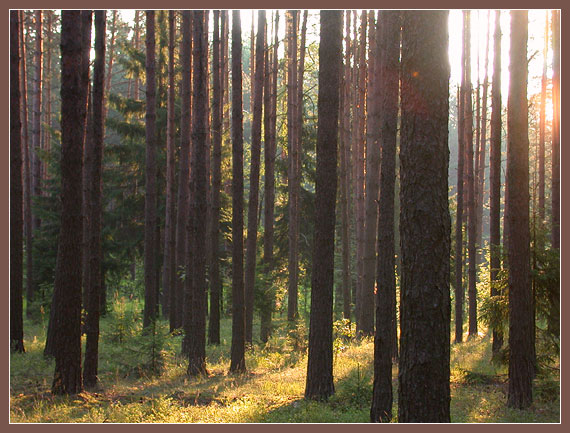 photo "Morning. ("The Forest" series)" tags: landscape, forest, summer