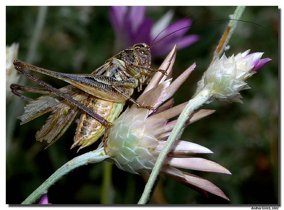 photo "Locust" tags: nature, macro and close-up, insect