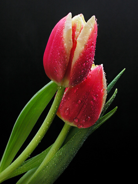 photo "Tulip Love" tags: still life, nature, flowers