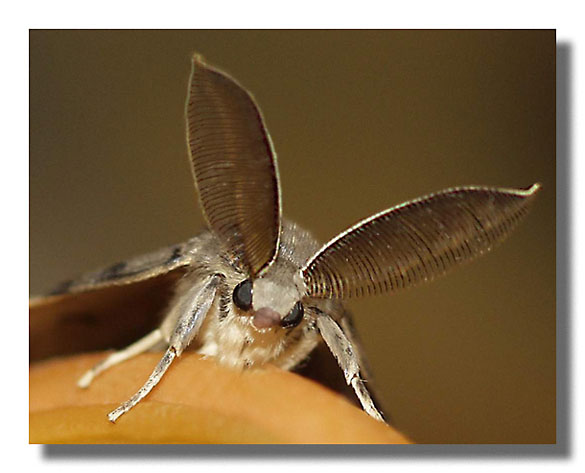 фото "Бабочка...ушастая ." метки: природа, макро и крупный план, насекомое