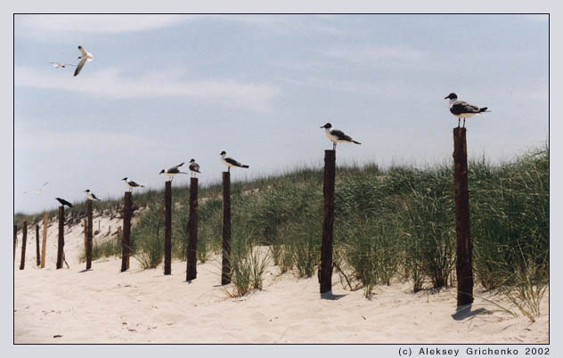 photo "The guards" tags: nature, humor, wild animals