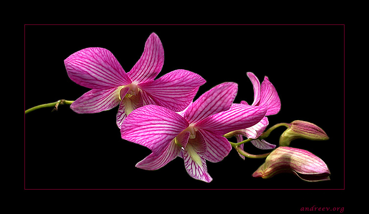фото "Дикая орхидея" метки: макро и крупный план, природа, цветы
