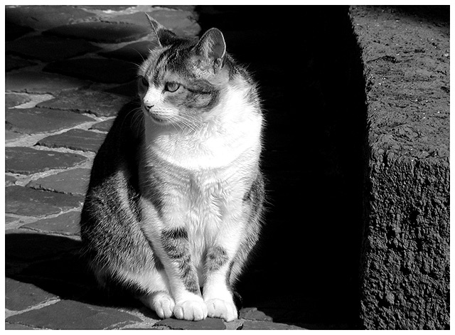 фото "Miau..." метки: портрет, 