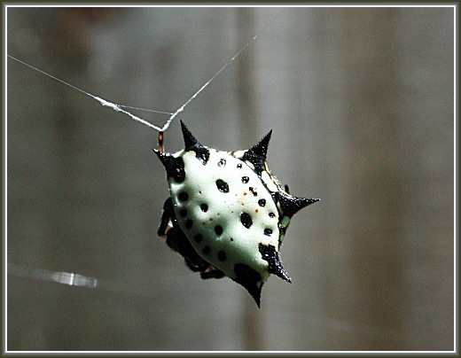 photo "UFO" tags: macro and close-up, nature, insect