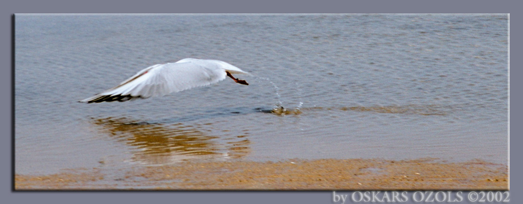 photo "Taking Off" tags: nature, wild animals