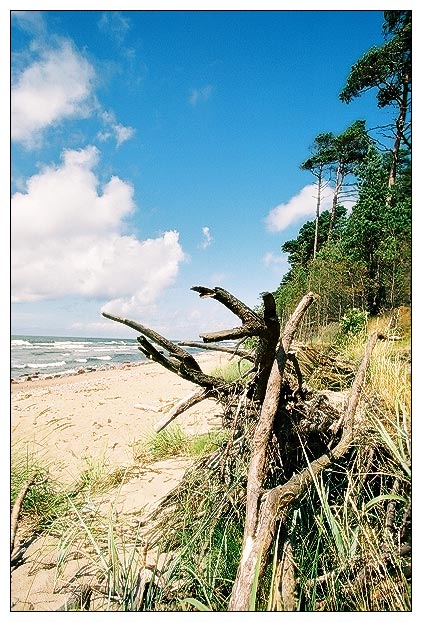 фото "Landscape with cuted tree" метки: пейзаж, вода