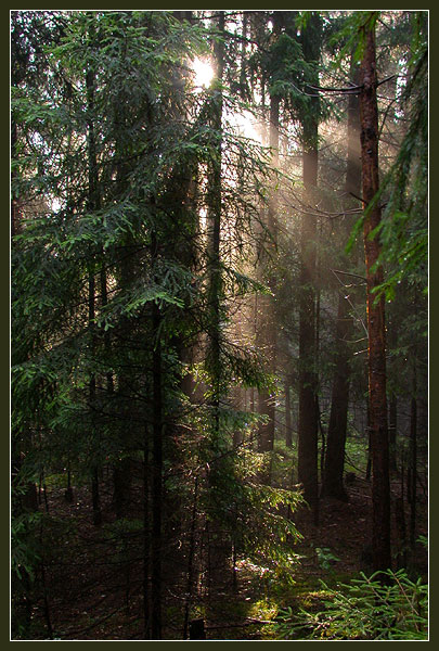 photo "Morning after the Rain -1 ("The Forest" series)" tags: landscape, forest, sunset