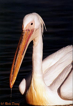 photo "Pelican" tags: travel, nature, Africa, wild animals