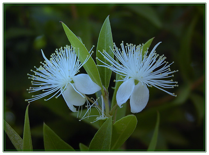 photo "TWINS" tags: nature, 