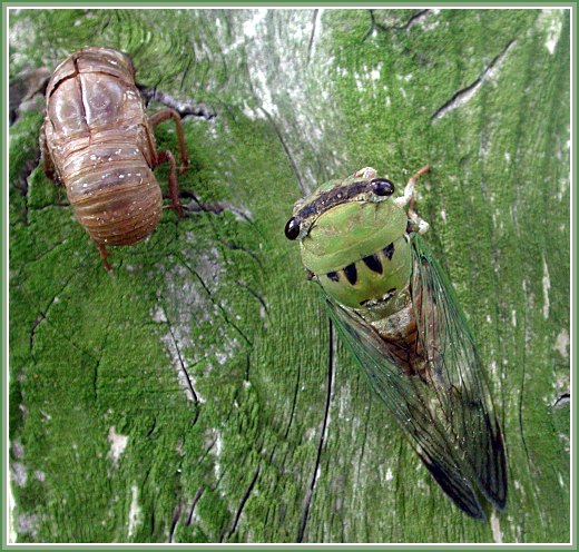 photo "Cicade before and after birth" tags: macro and close-up, nature, insect