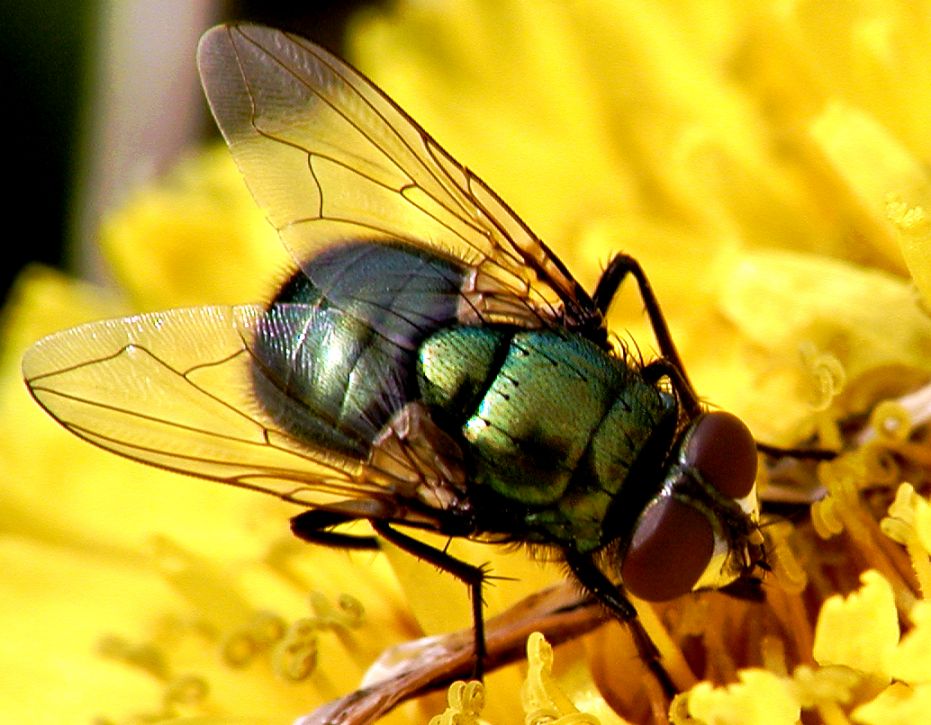 фото "The fly" метки: природа, макро и крупный план, насекомое