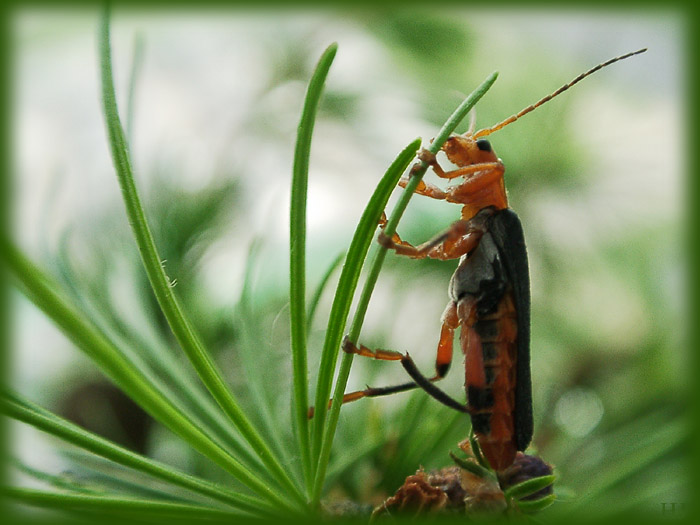 photo "And how long to me to stand? Dear, you again with" tags: macro and close-up, nature, insect