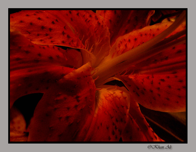 photo "Lili" tags: macro and close-up, nature, flowers