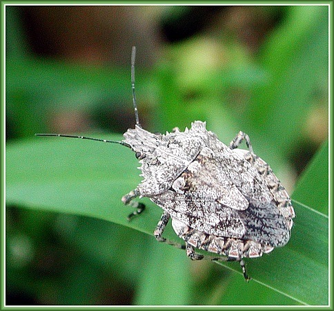 photo "Very stinky little one..." tags: macro and close-up, nature, insect