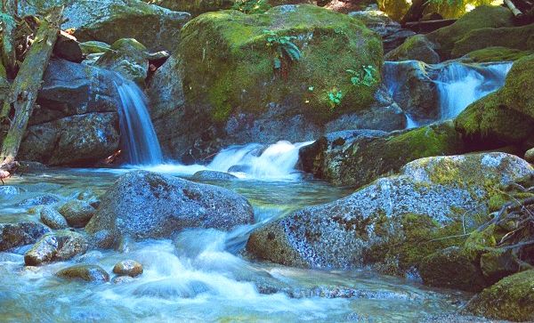 photo "Tranquility" tags: misc., landscape, forest