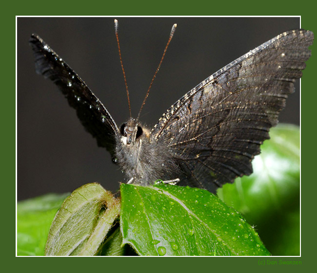 photo "The butterfly... or bird..." tags: nature, macro and close-up, insect