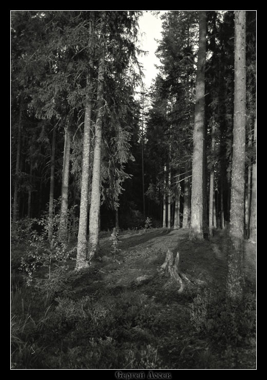 фото "Где-то в лесу" метки: пейзаж, лес