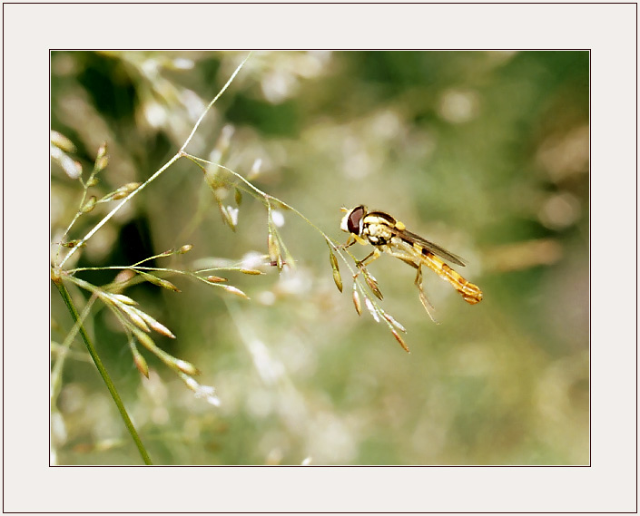 photo "From life of insects (From rise to landing...)" tags: nature, insect