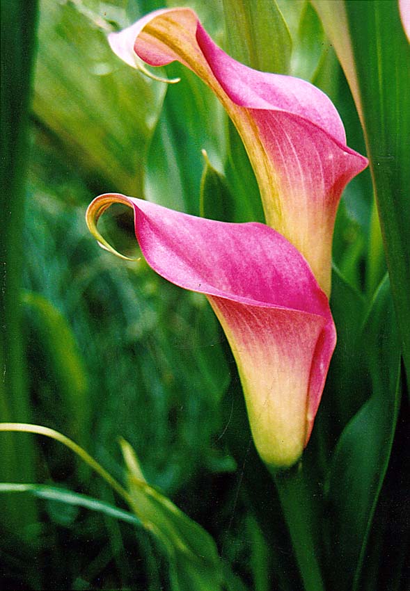 фото "Lilies" метки: природа, цветы