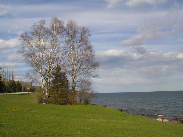 фото "Birches on Lake Superior" метки: пейзаж, путешествия, Северная Америка, лето