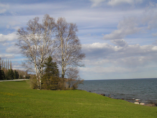 photo "Birches on Lake Superior" tags: landscape, travel, North America, summer