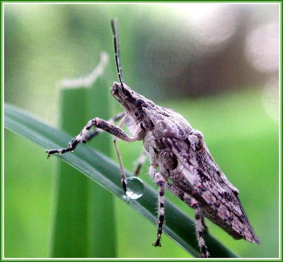 фото "Капелька" метки: макро и крупный план, природа, насекомое