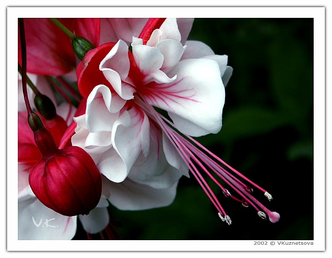 photo "A dress for special occasion" tags: macro and close-up, nature, flowers