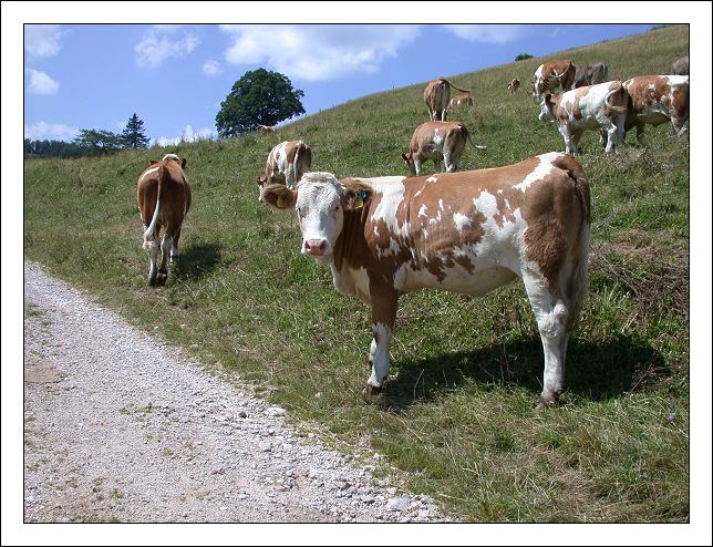 фото "Cows" метки: природа, пейзаж, горы, домашние животные