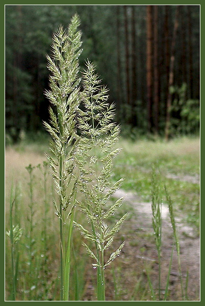 photo "Silver Grasses. ("The Forest" series)" tags: landscape, nature, flowers, forest