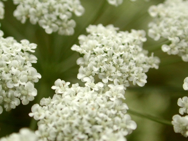 photo "Umbeliferae" tags: macro and close-up, nature, flowers