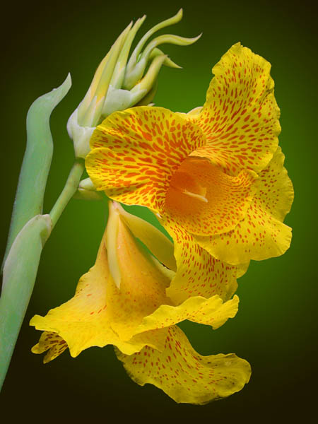 photo "Canna Lilly" tags: nature, macro and close-up, flowers