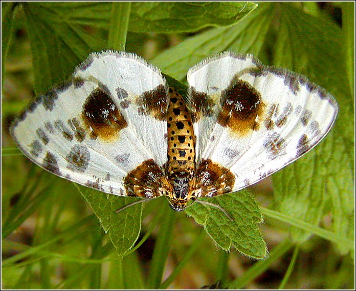 photo "The smile" tags: nature, macro and close-up, insect