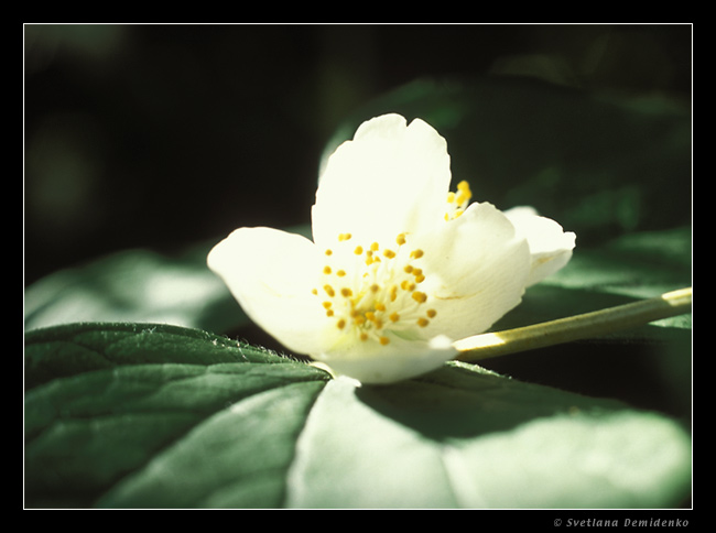 photo "in lake of foliage" tags: macro and close-up, landscape, summer