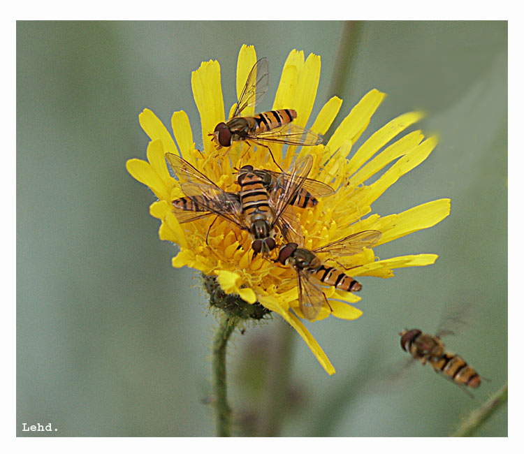 photo "PARTYTIME !!" tags: macro and close-up, humor, 