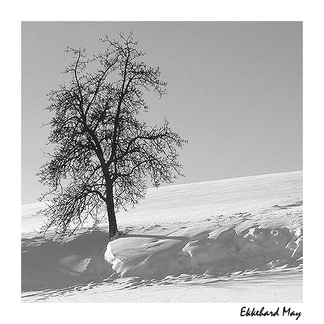 photo "lonely" tags: landscape, winter