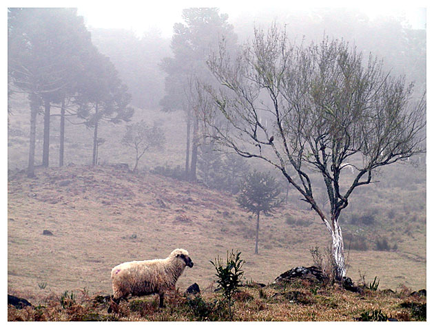 фото "Fog valley" метки: природа, дикие животные