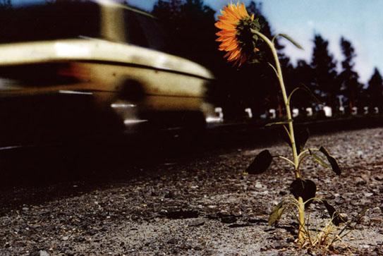 photo "... In the last life - road patrol..." tags: abstract, nature, 