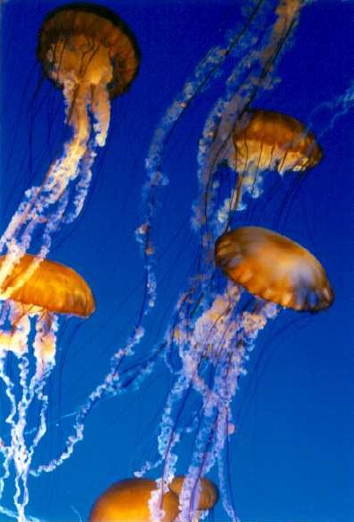 photo "Jellyfish" tags: nature, 