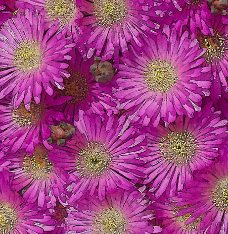 фото "Blooming time" метки: фотомонтаж, природа, цветы