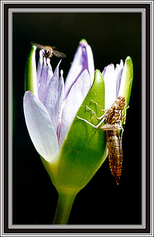 photo "Business lunch" tags: nature, insect