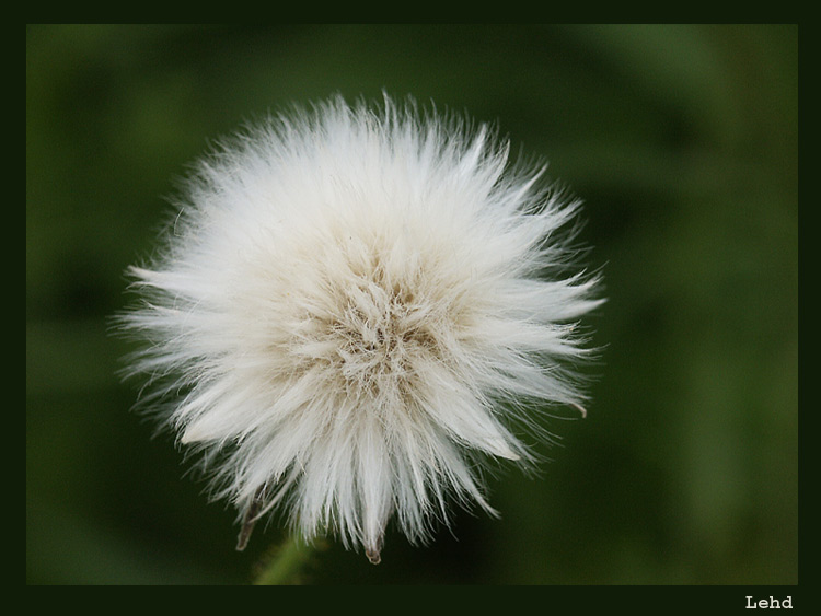 photo "POP" tags: nature, macro and close-up, flowers