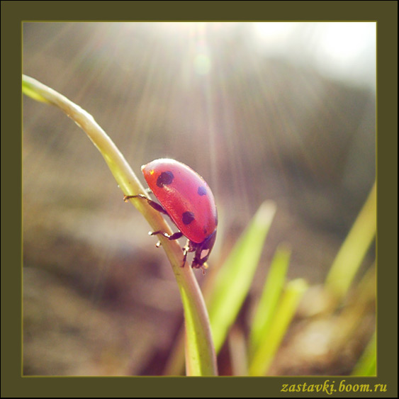 photo "Ladybird" tags: macro and close-up, nature, insect