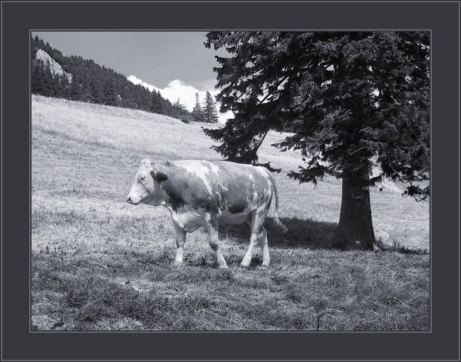 фото "A Cow and a Tree" метки: пейзаж, природа, домашние животные, лето