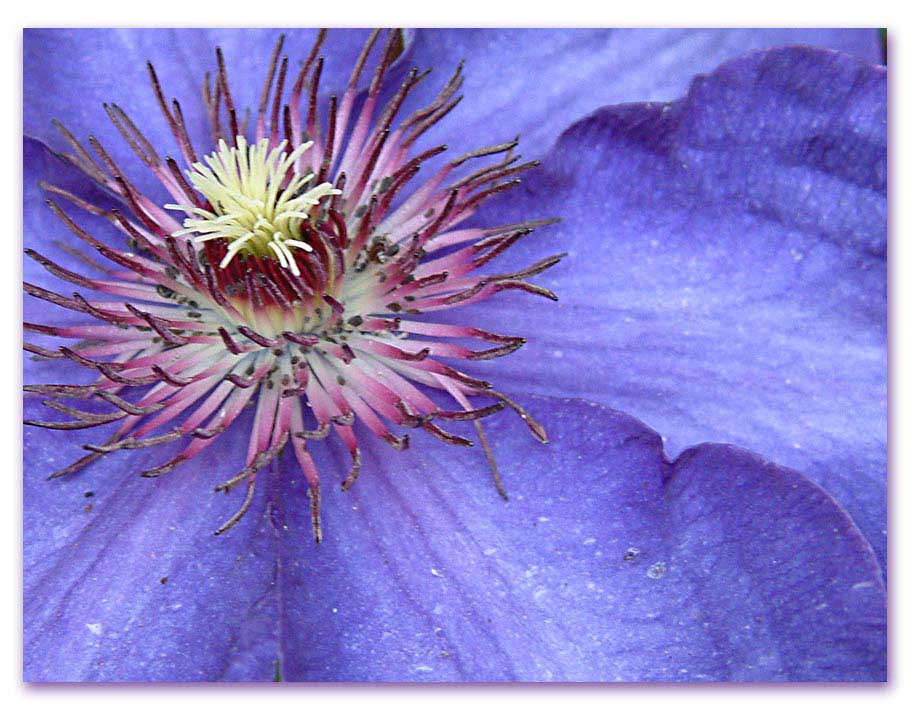 фото "clematis" метки: природа, цветы