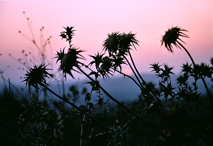 photo "Aliens" tags: landscape, nature, flowers, sunset